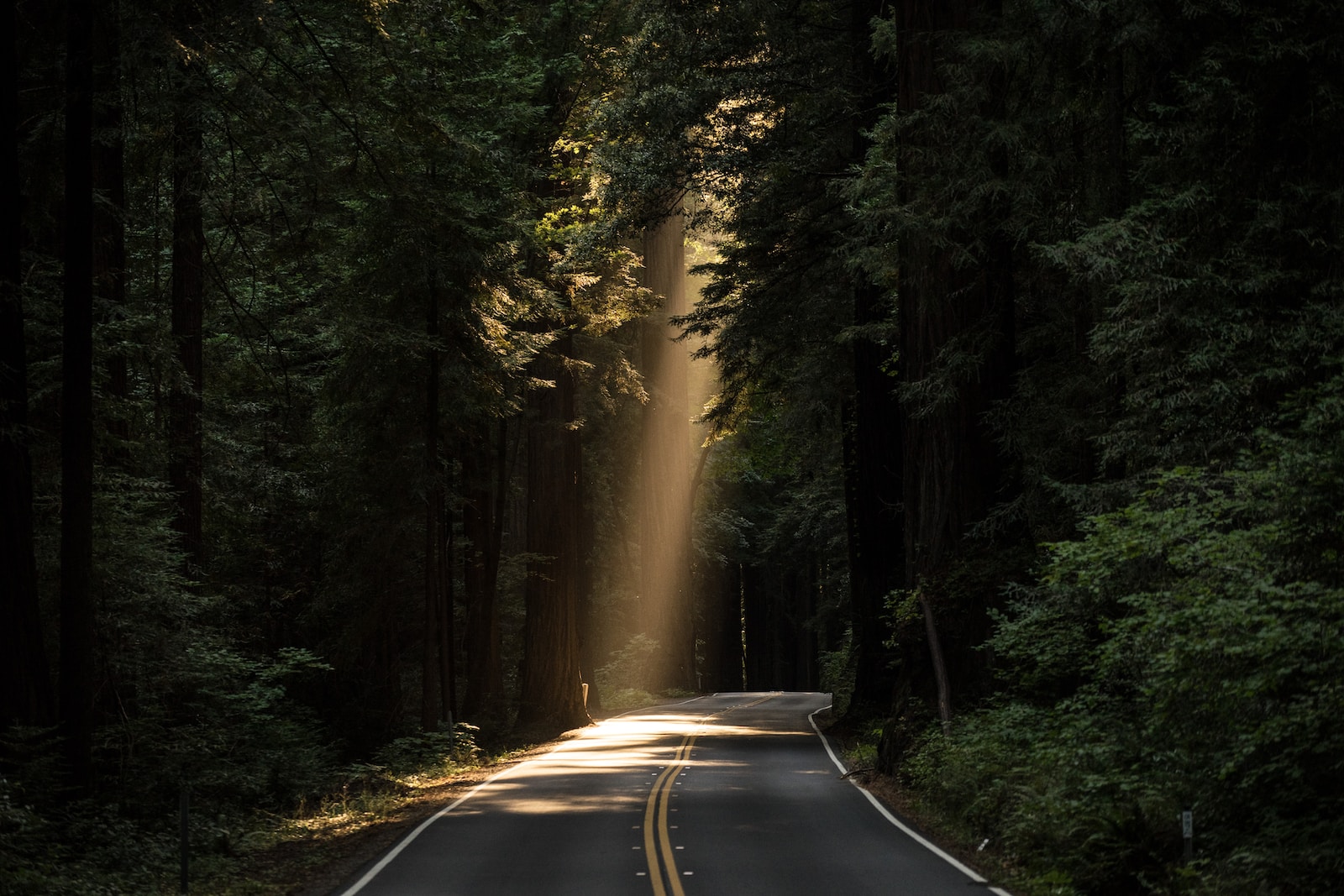 empty concrete road covered surrounded by tall tress with sun rays