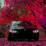 black car surrounded with maroon leaf trees