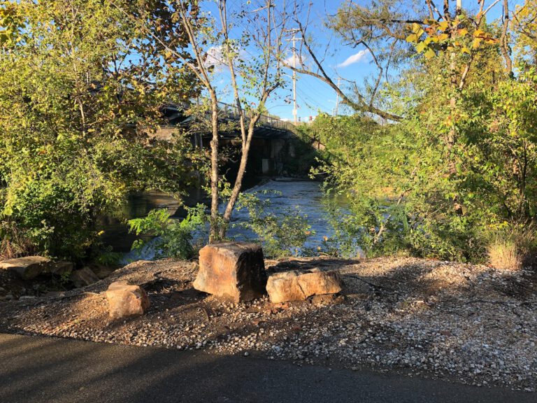 green trees beside river during daytime